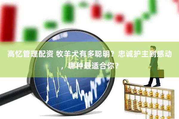 高忆管理配资 牧羊犬有多聪明？忠诚护主到感动，哪种最适合你？
